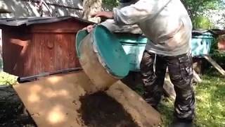 сажаем рой обратно в улей + заход матки в леток