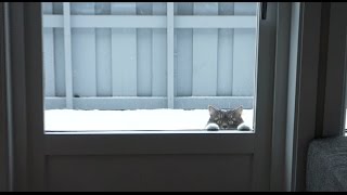 Our fluffy snow-loving creature - Nala compilation