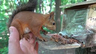Взрослая белка и два бельчонка / An adult squirrel and two squirrels
