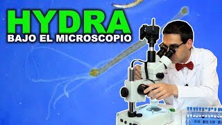 HYDRA bajo el Microscopio - Microorganismos de ríos y charcas