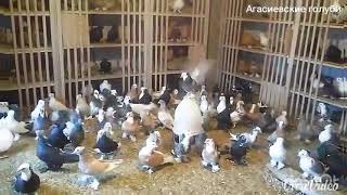 Агасиевские бойные голуби
