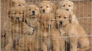 golden retriever