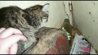 Кошки от голода едят котят. Страшная квартира. Нужна помощь!