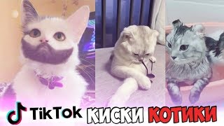 ТИК ТОК КИСКИ, КОТИКИ, СМЕШНОЕ! ТРЕШ Мьюзикали или Musical ly #2