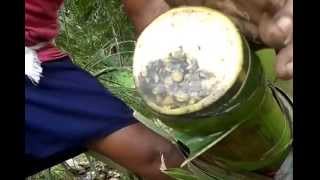 OUR OWN COCONUT TREE TODDY