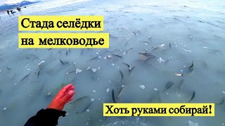 Стада селёдки на мелководье. Хоть руками собирай!