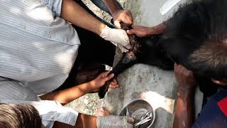 Castration of a goat by open method