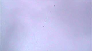 Голуби иранские бойные,молодеж 2012 iranian high flyer