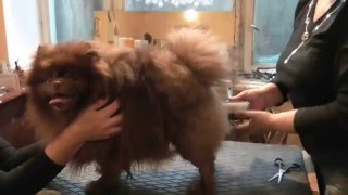 стрижка Померанского шпица - советы от Натальи клуб UCI