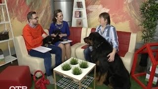 Знакомство с питомцами: бурят-монгольский волкодав Дарик (01.12.15)