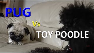 Pug -vs- Toy Poodle