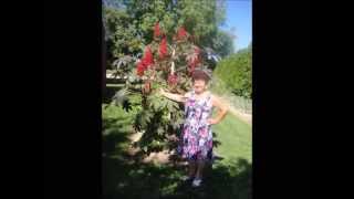 Slavka Milenkovic Sumadinka Bastavanka