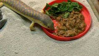 Berber skink eating.