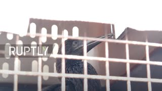 Peru: Animals rescued from oil spill receive veterinary care at Lima zoo