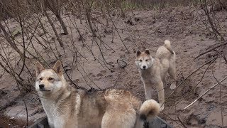 В таёжную избушку на 3 дня.  Жизнь в тайге.  /3 часть/