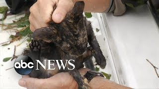 Cats rescued from NC floodwaters l Hurricane Florence animal rescue