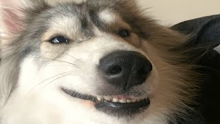 Special needs dog is surprised every time she wakes up
