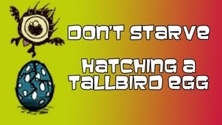 Don't Starve || How to Hatch a Tallbird Egg
