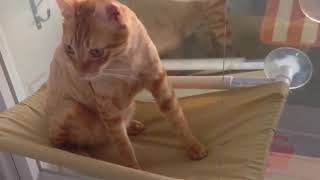 Гамак для Кота