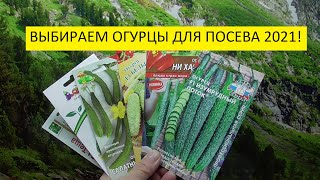 Не ошибитесь с выбором огурцов для раннего урожая! 