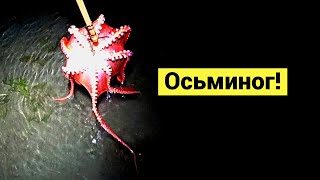 Ночь - время осьминога!