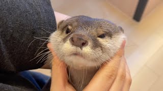 赤ちゃん化が止まらないカワウソ A more baby otter