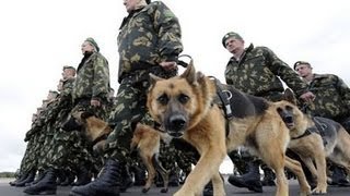 El misterio de los perros en Hijacked