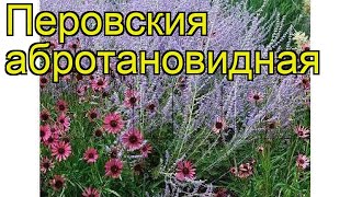 Перовския абротановидная. Краткий обзор, описание характеристик perovskia abrotanoides