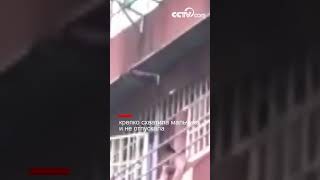8-летняя сестра крепко схватила мальчика и не отпускала|CCTV Русский