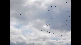 Медленно летящие птицы (Slowly flying birds)