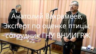 Смотр конкурс Орловских кур  Начало