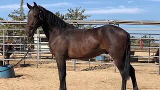 Odin- 2 Y.O BLM Mustang