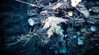 Two Weeks of Diversity in the Central Pacific | Nautilus Live