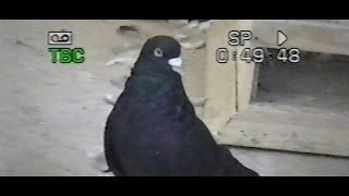 Pigeons Serpasto VHS / Серпастые Голуби VHS