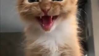 Cute Orange Kittens Meowing