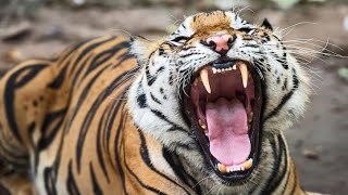 Тигр - Tiger (Энциклопедия животных)