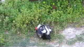 rooster mating hen
