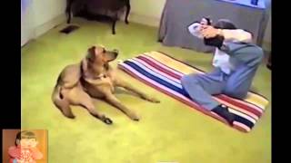 Собака делает йогу с хозяином. Dog doing yoga.