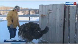 Африканские страусы прижились в Марий Эл - Вести Марий Эл