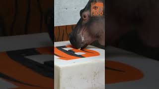 Fiona the Hippo Picks the Bengals to Win - Cincinnati Zoo #shorts