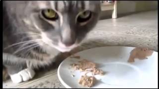 Кошка за столом ест суши и пьет пиво Веселые кошки смотреть 43672