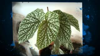 Бегония Мэсона (Begonia masoniana)