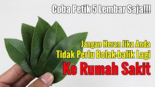 BIKIN GEGER... LEBIH BAGUS DARI OBATT MAHAL, DAUN INI BISA BIKIN ANDA SEHAT SEUMUR HIDUP