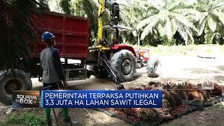 Pemerintah Putihkan 3,3 Juta Hektar Lahan Sawit Ilegal, Kenapa?