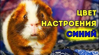 ЦВЕТ НАСТРОЕНИЯ СИНИЙ ? ПАРОДИЯ ОТ ТОЛИКА ? SvinkiShow