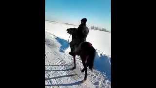 Катаемся на лошадях! Рысак и Иноходец