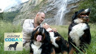 Бернский зенненхунд. Планета собак ? Моя Планета