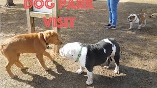 English Bulldog's First Time at a Dog Park