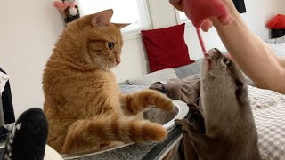 カワウソさくら カワウソと猫で間接キス…？ 笑 Indirect kiss with an otter and a cat?