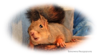 Белки Пуш и Ноби дразнят кошку. Squirrels Noble and Posh tease the cat